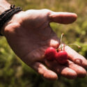 Cherry Ride